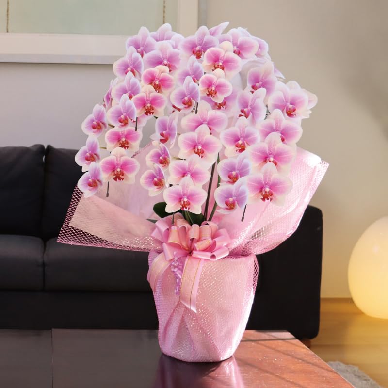 Amazon｜純国産 胡蝶蘭 中輪 【ヴィーナス】白ピンク グラデーション